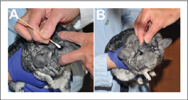 REAL CHINCILLA FUR